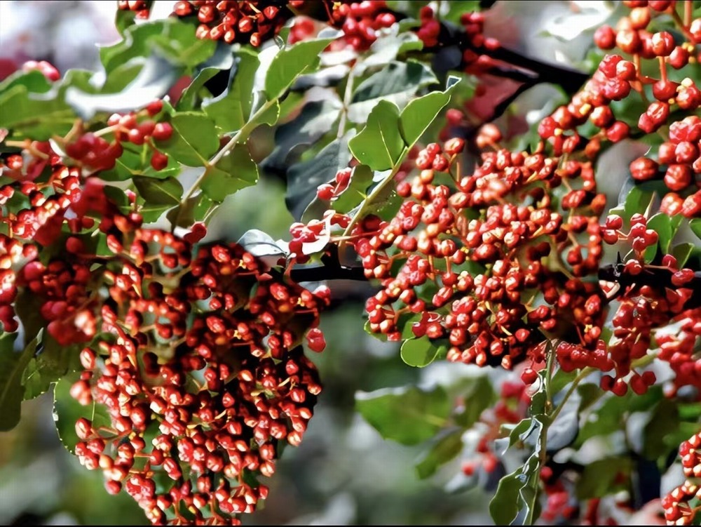  椒香溢韓城，福澤潤民心