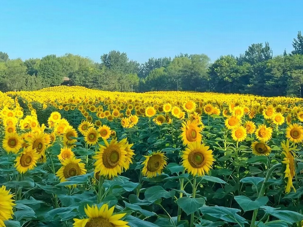 小紅花與向日葵：心靈的觸動與生命的力量