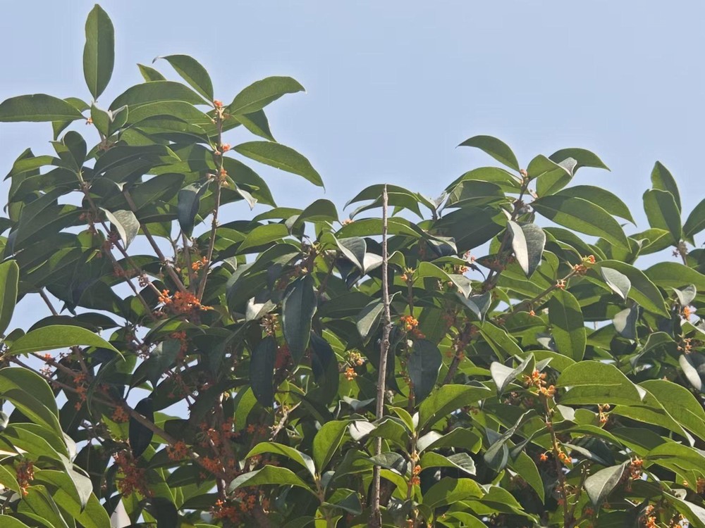 滿城桂花香，最是秋意濃