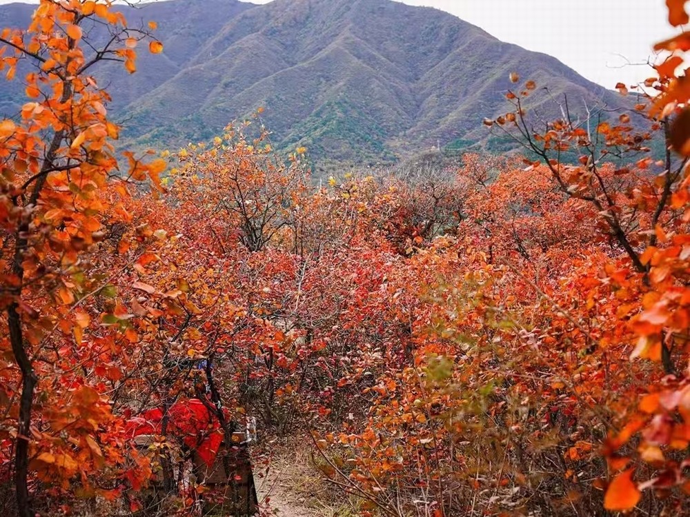 紅葉燃情，歷史鑄魂