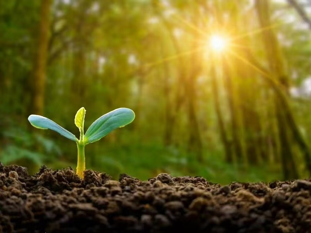 春日向暖  與夢同進(jìn)