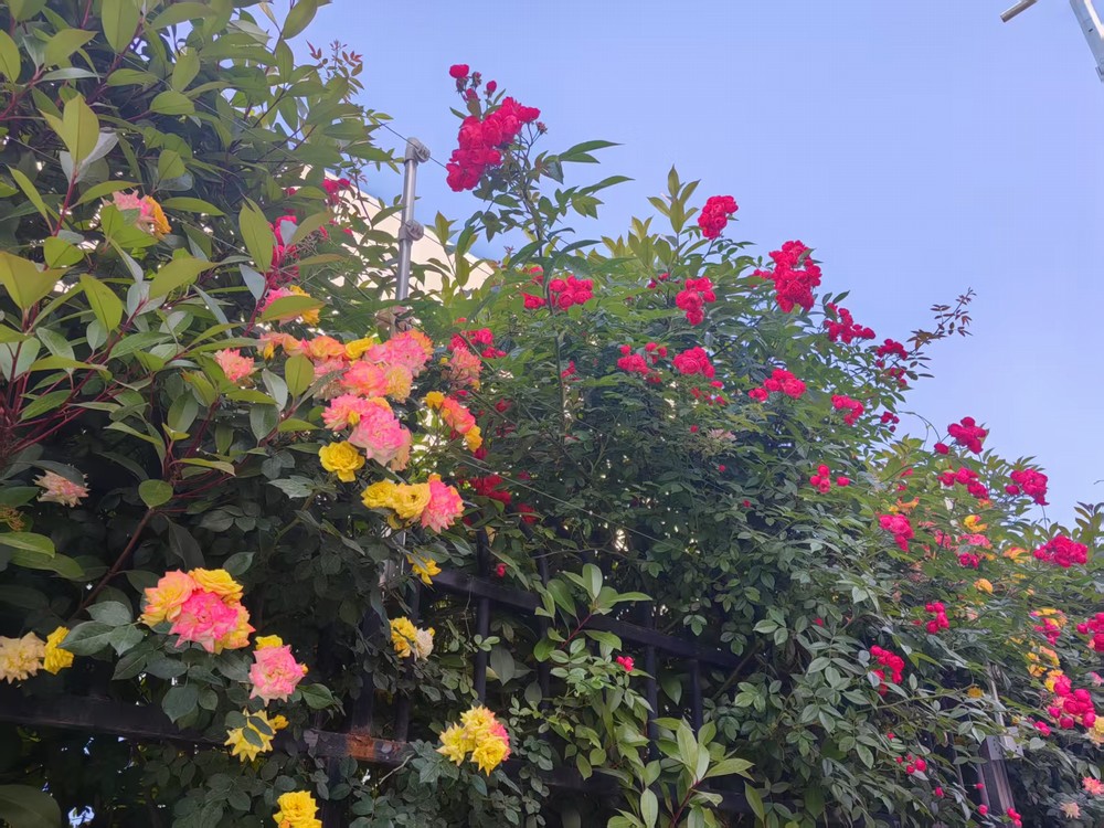 圍墻花簇映發(fā)展  奮進(jìn)征程綻華光